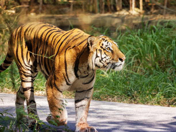 Bannerghatta_National_Park