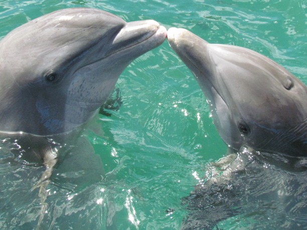 Adelaide Dolphin Sanctuary