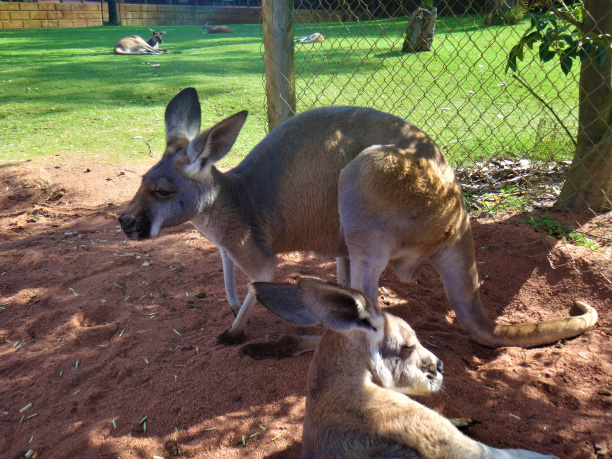 Perth_Caversham Wildlife park